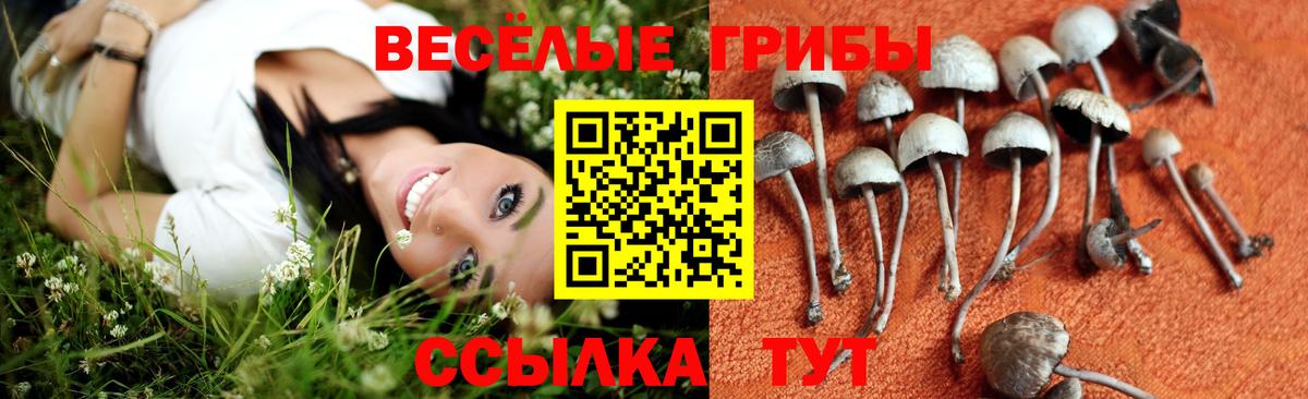 Камышин  хочу наркоту  Вход с VPN  Псилоцибиновые грибы ЛСД 